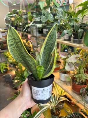 Futura Superba Snake Plant