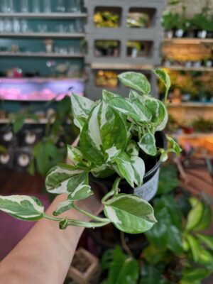 Pearls & Jade Pothos